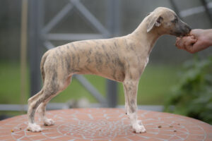 zelda_ND54054-1